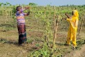ঠাকুরগাঁওয়ে ৩ একর জমির লাউ গাছ কাটলো দূর্বৃত্তরা, কৃষকের আহাজারি
